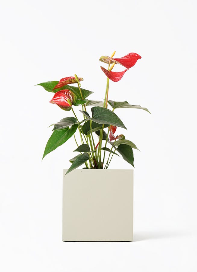 アンスリウム　ワロクアーナム　4号　① 吊り鉢 アンスリウム ワロクアーナム 4号 吊り鉢 ⑤ - メルカリ