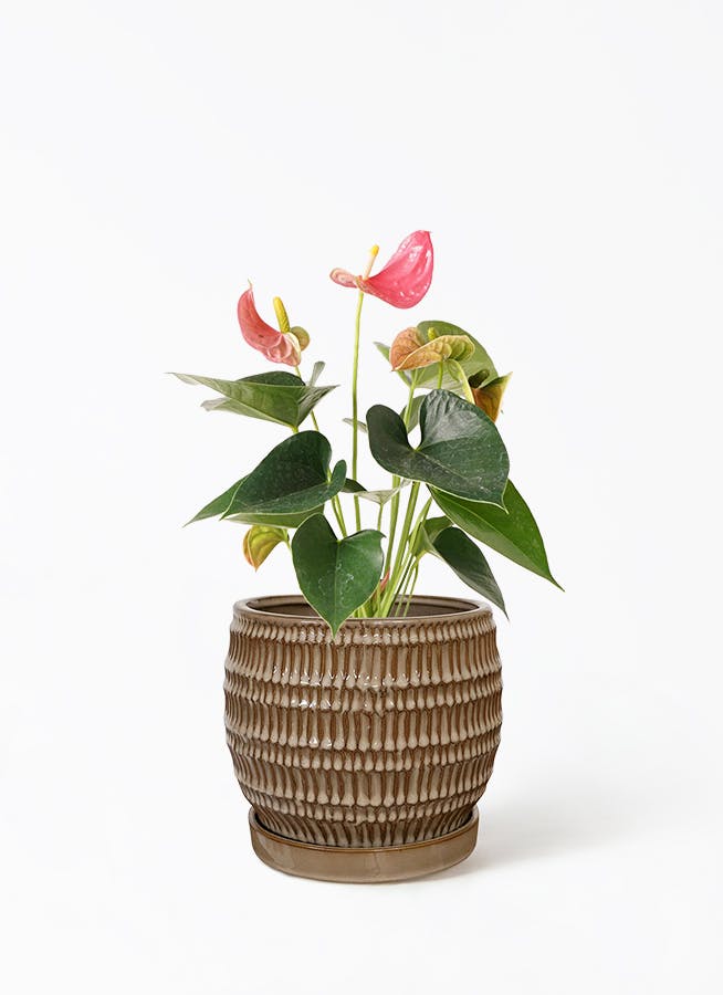 アンスリウム 4号 | 観葉植物 | 送料無料でお届け - Hitohana（ひとはな）