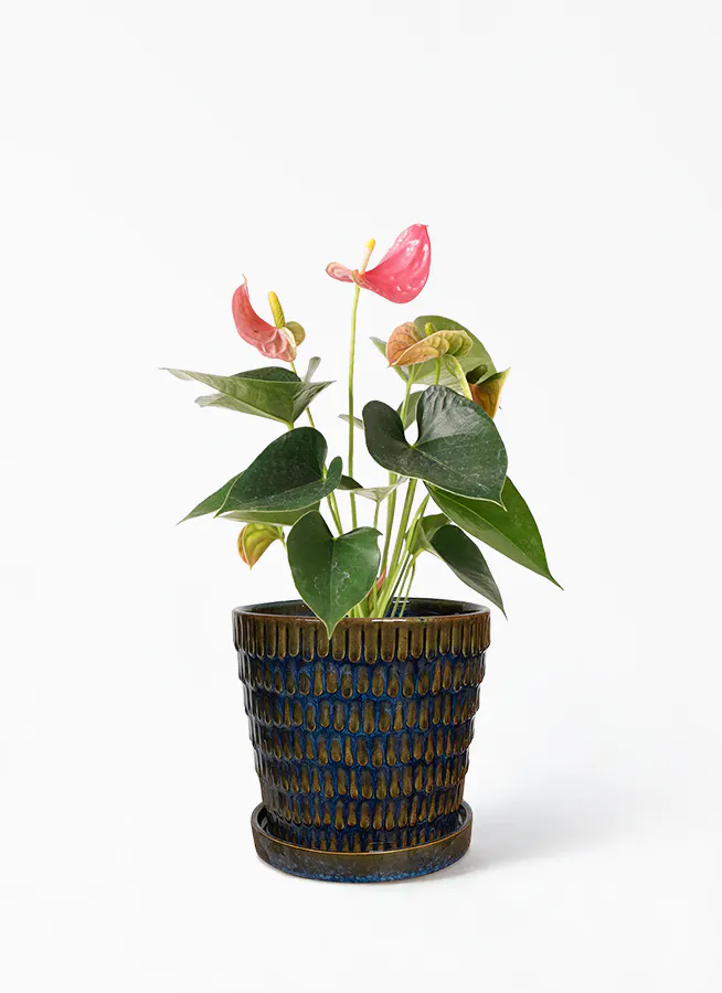 観葉植物 アンスリウム 4号 ピンク クラッツ ウロ ブルー 付き 観葉植物ならhitohana ひとはな