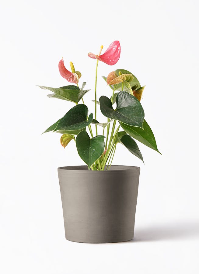 アンスリウム 4号 | 観葉植物 | 送料無料でお届け - Hitohana（ひとはな）