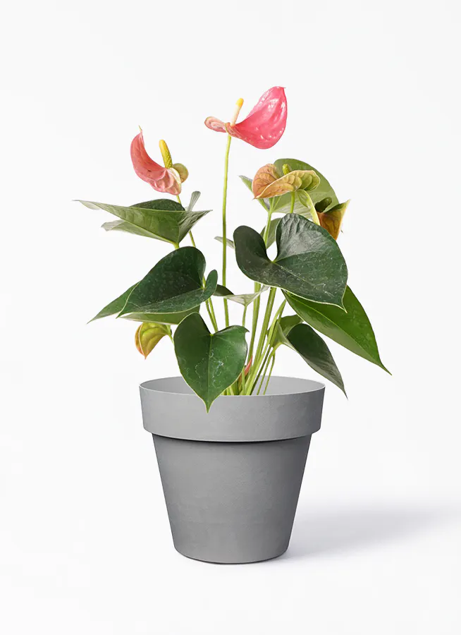 観葉植物 アンスリウム 4号 ピンク ライク ラウンド グレー 付き 観葉植物ならhitohana ひとはな