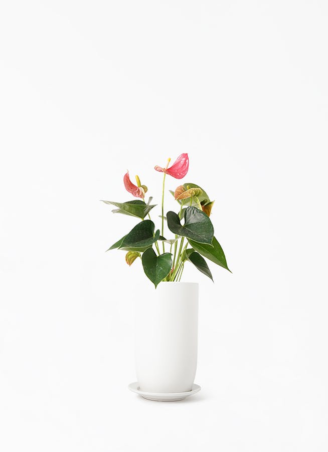 22最新作 アンスリウム ピンク 植物 観葉植物