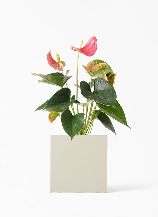 1194円 メーカー再生品 観葉植物 アンスリューム ピンク