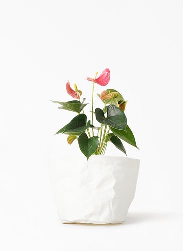 観葉植物 アンスリウム 4号 ピンク クラフトペーパーポット 0 W ホワイト 付き