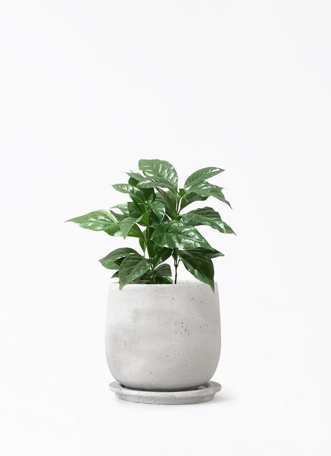 jun　コーヒーの木 観葉植物 コーヒーの木 10号 ウッドプランター 付き | 観葉植物