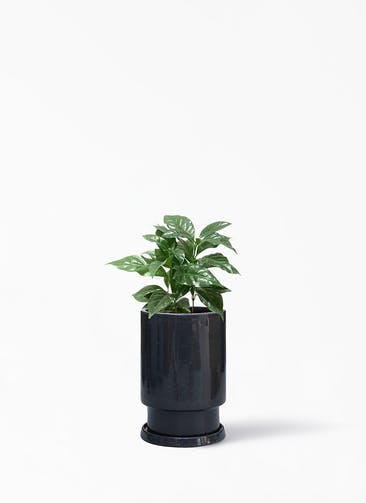 観葉植物 コーヒーの木 4号 フロウ トール ブラック 植え替えキット付き