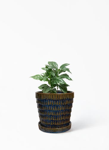 観葉植物 コーヒーの木 4号 クラッツ ウロ ブルー 植え替えキット付き