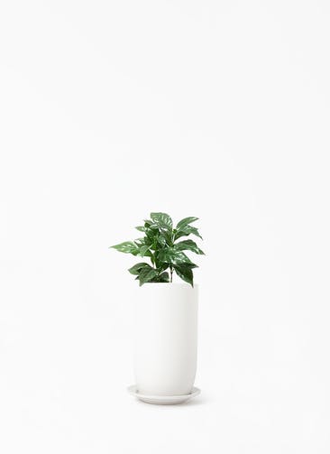 観葉植物 コーヒーの木 4号 オスト トールエッグ マットホワイト 植え替えキット付き