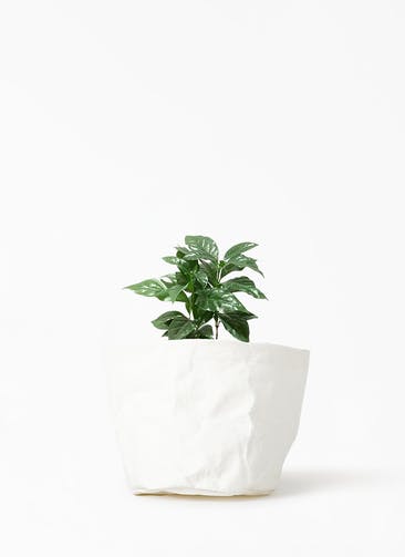 観葉植物 コーヒーの木 4号 クラフトペーパーポット 0 W ホワイト 付き