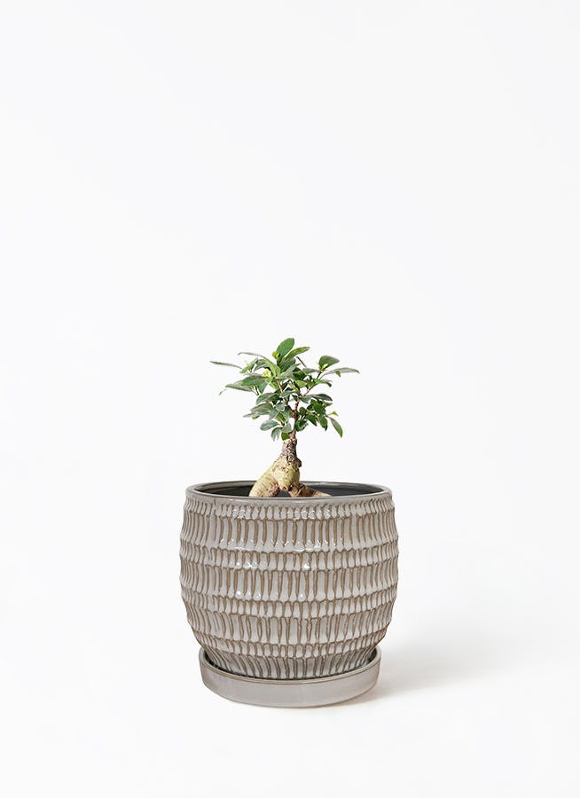 ガジュマル 4号 | 観葉植物の通販ならHitoHana（ひとはな）
