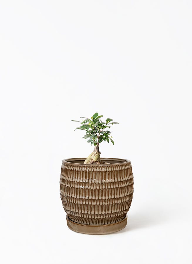 かじゅまる/4 観葉植物 ガジュマル 4号 股仕立て ラスターポット 付き | 観葉植物