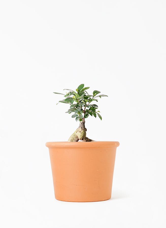 観葉植物 ガジュマル 4号 股仕立て シリンダーポット 植え替えキット付き 観葉植物ならhitohana ひとはな 観葉植物 ガジュマル 4号 股仕立て シリンダーポット 植え替えキット付き 観葉植物ならhitohana ひとはな