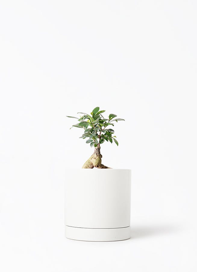 宝石のような観葉植物のお店 【Jewelry Plant】 【納期未定