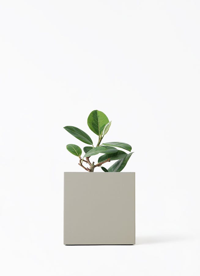 フィカス アルテシーマ 4号 | 観葉植物 | インテリアやギフトに