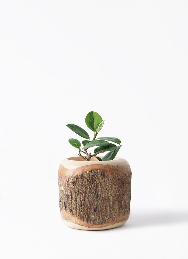 フィカス アルテシーマ 4号 | 観葉植物 | インテリアやギフトに