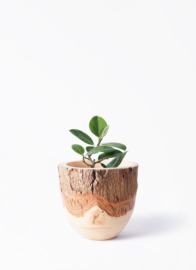 フィカス アルテシーマ 4号 | 観葉植物 | インテリアやギフトに
