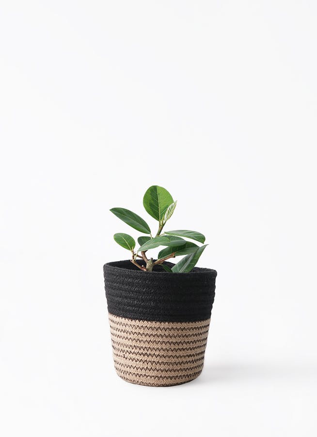 フィカス　アルテシマ　4 フィカス アルテシーマ 4号 | 観葉植物 | インテリアやギフトに