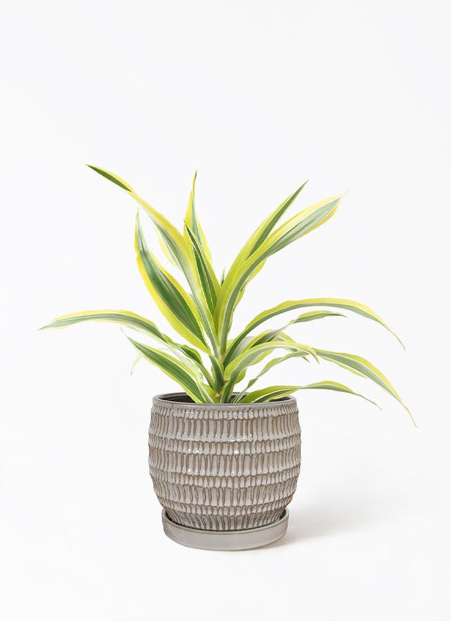 ドラセナ ワーネッキーレモンライム ファイバー鉢 お皿付き 観葉植物 ドラセナ・ワーネッキー・レモンライム 10号※黒丸鉢皿