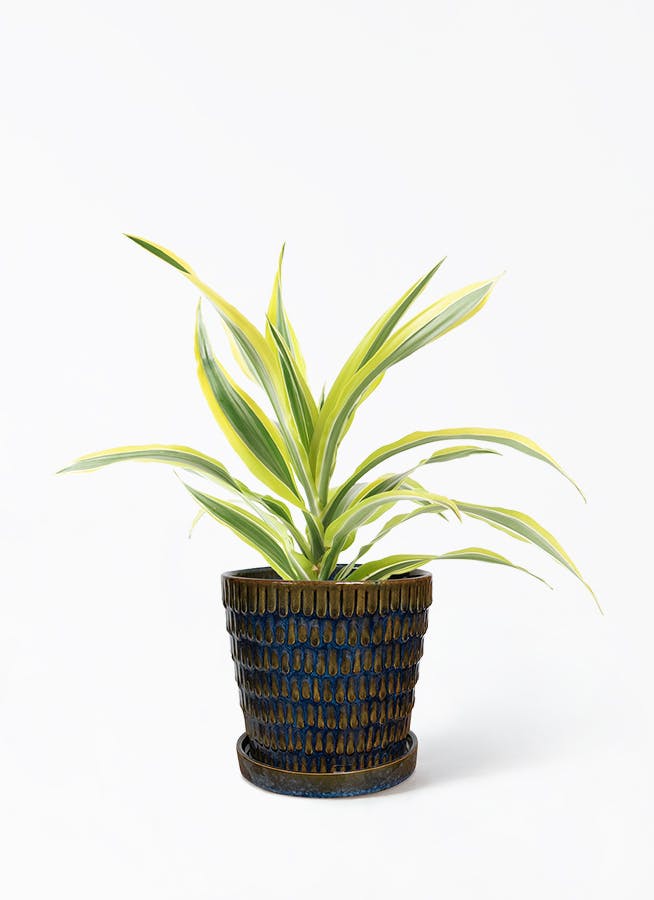 ドラセナ 4号 | 観葉植物の通販ならHitoHana（ひとはな）