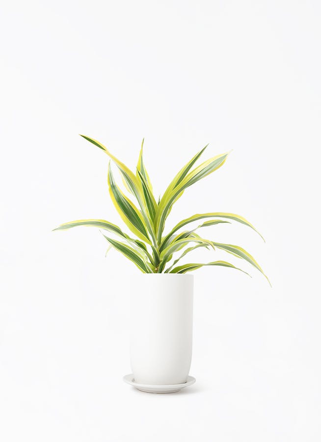 ドラセナ 4号 | 観葉植物の通販ならHitoHana（ひとはな）