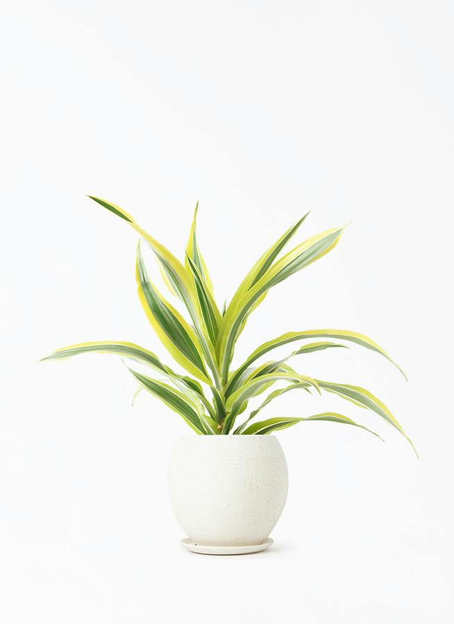 ドラセナ 4号 | 観葉植物の通販ならHitoHana（ひとはな）