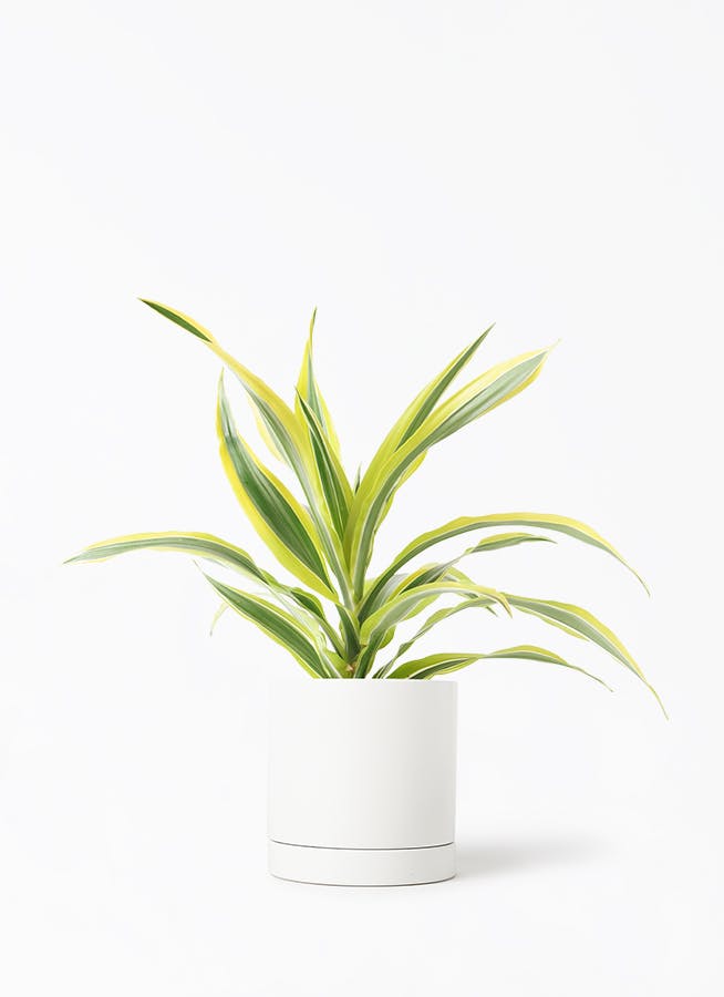 観葉植物 ドラセナ ゴッドセフィアーナ 4号 オーセ 1 W ホワイト 付き