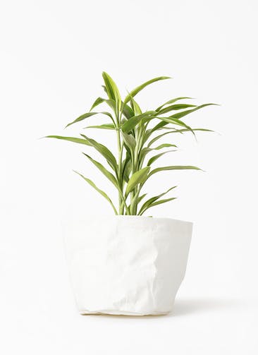 観葉植物 ドラセナ サンデリアーナ ゴールド 4号 クラフトペーパーポット 0 W ホワイト 付き