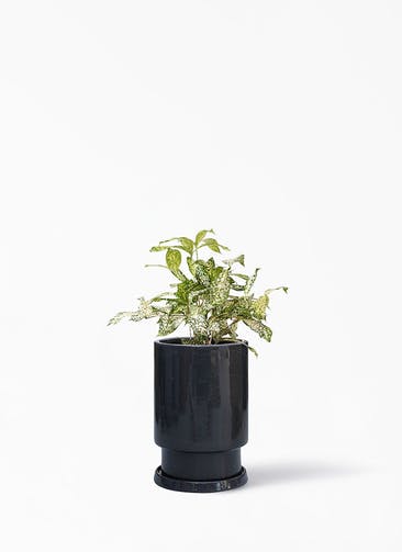 観葉植物 ドラセナ ゴッドセフィアーナ 4号 フロウ トール ブラック 植え替えキット付き