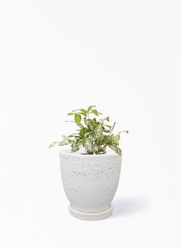 観葉植物 ドラセナ ゴッドセフィアーナ 4号 ブロンクス ラウンド ホワイト 付き