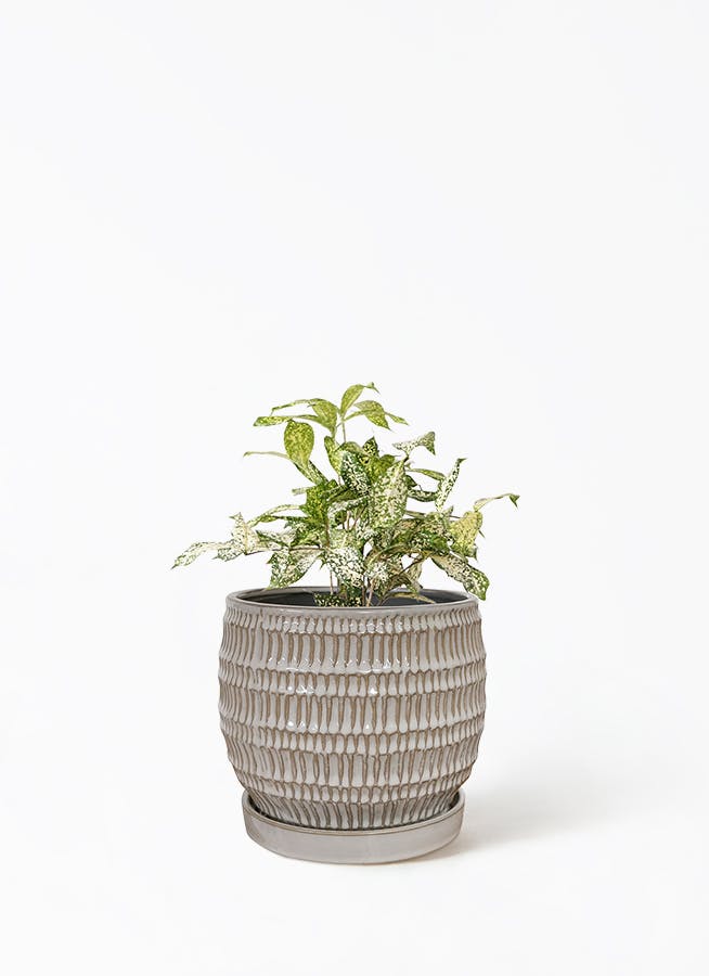 ドラセナ 4号 | 観葉植物の通販ならHitoHana（ひとはな）