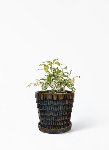 観葉植物 ドラセナ ゴッドセフィアーナ 4号 クラッツ ウロ ブルー 植え替えキット付き
