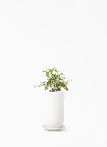 観葉植物 ドラセナ ゴッドセフィアーナ 4号 オスト トールエッグ マットホワイト 植え替えキット付き