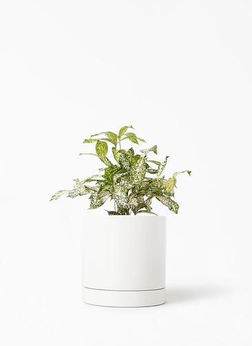 観葉植物 ドラセナ ゴッドセフィアーナ 4号 オーセ 1 W ホワイト 植え替えキット付き