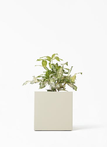観葉植物 ドラセナ ゴッドセフィアーナ 4号 クッカ 1 W ライトグレー 付き