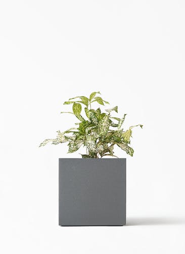 観葉植物 ドラセナ ゴッドセフィアーナ 4号 クッカ 1 K ブラック 付き