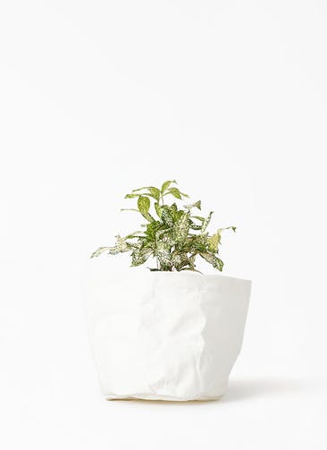 観葉植物 ドラセナ ゴッドセフィアーナ 4号 クラフトペーパーポット 0 W ホワイト 付き