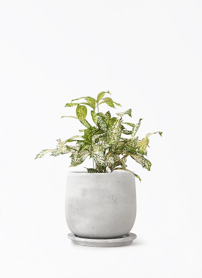 ドラセナ ゴッドセフィアーナ 4号 | 観葉植物ならHitoHana