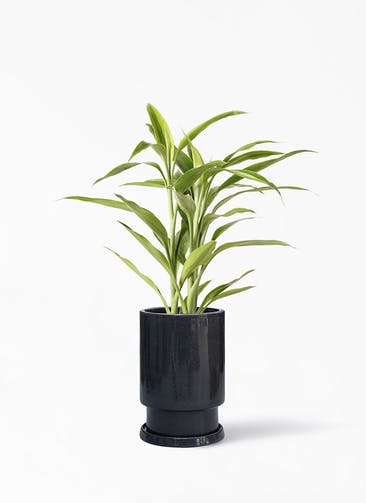 観葉植物 ドラセナ サンデリアーナ ゴールド 4号 フロウ トール ブラック 植え替えキット付き