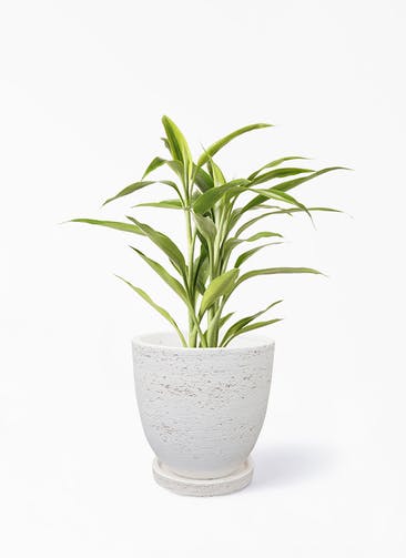 観葉植物 ドラセナ サンデリアーナ ゴールド 4号 ブロンクス ラウンド ホワイト 植え替えキット付き
