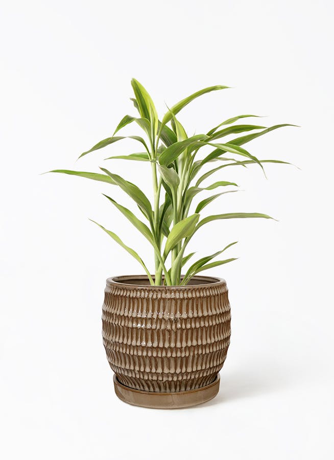 ドラセナ 4号 | 観葉植物の通販ならHitoHana（ひとはな）
