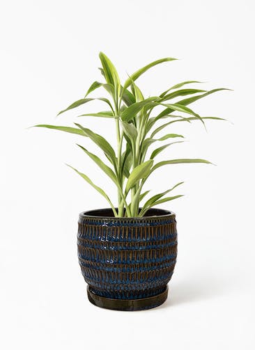 観葉植物 ドラセナ サンデリアーナ ゴールド 4号 クラッツ シノ ブルー 植え替えキット付き