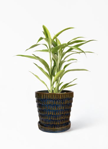 観葉植物 ドラセナ サンデリアーナ ゴールド 4号 クラッツ ウロ ブルー 植え替えキット付き