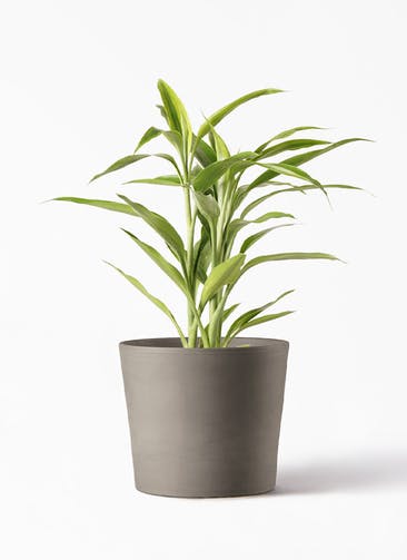 観葉植物 ドラセナ サンデリアーナ ゴールド 4号 シリンドリコ カプチーノM 20cm 付き