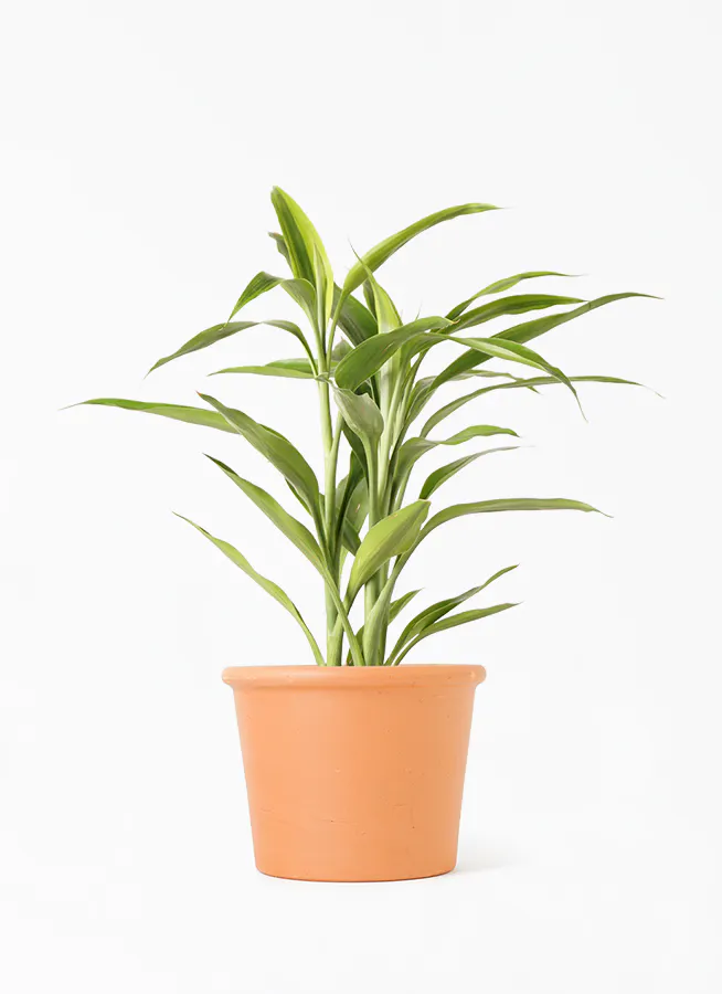 観葉植物 ドラセナ サンデリアーナ ゴールド 4号 シリンダーポット 植え替えキット付き 観葉植物ならhitohana ひとはな