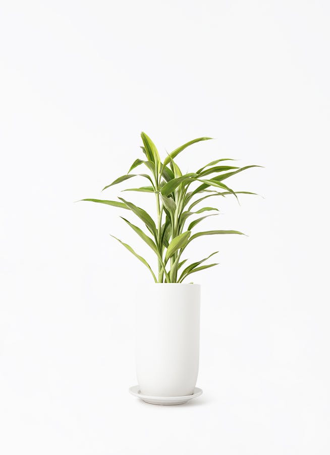 ドラセナ 4号 | 観葉植物の通販ならHitoHana（ひとはな）