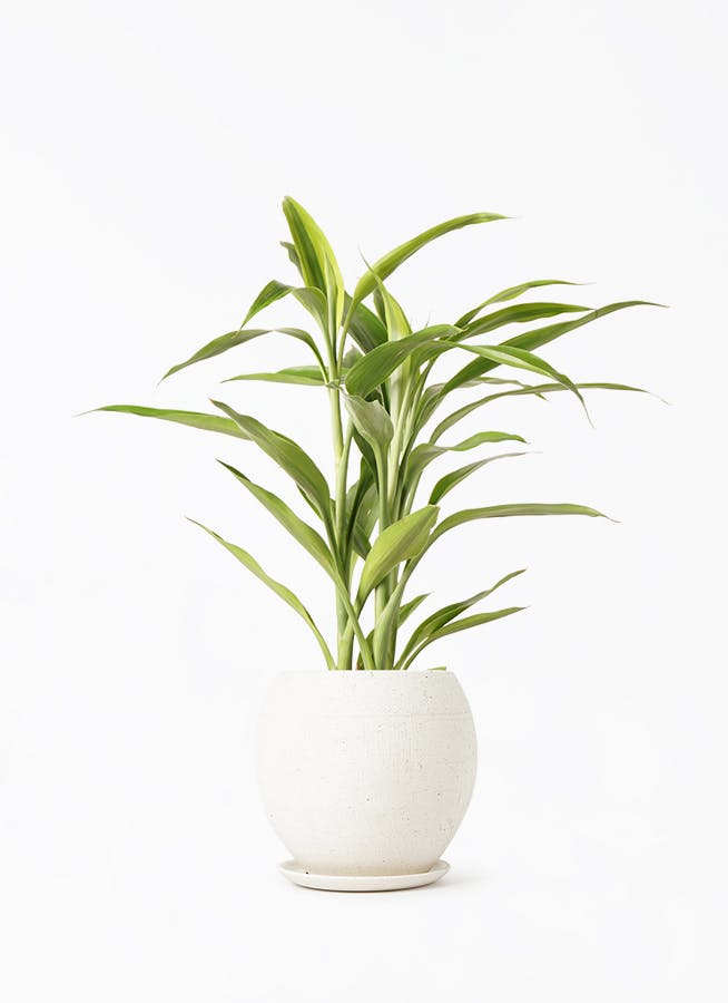 観葉植物 ドラセナ サンデリアーナ 4号 ゴールド エッジ ボール マット