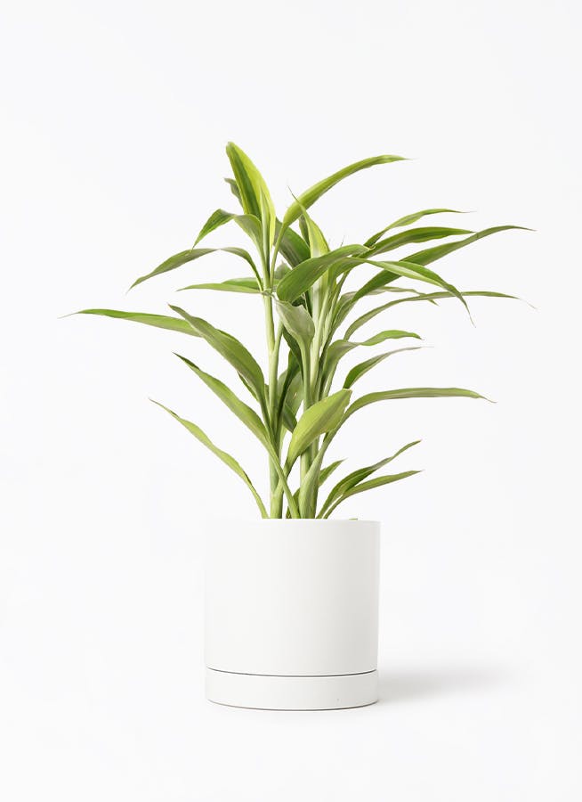 観葉植物 ドラセナ サンデリアーナ 4号 ゴールド オーセ 1 W ホワイト