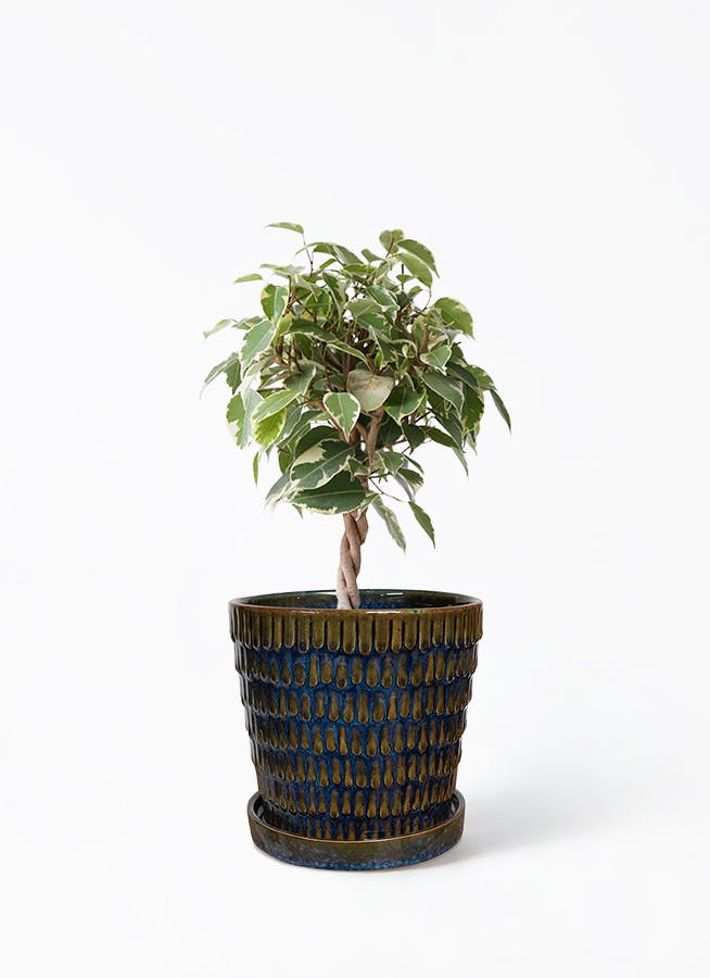 ブルー・グリーンの鉢カバー付きの観葉植物 4号 | 観葉植物の鉢