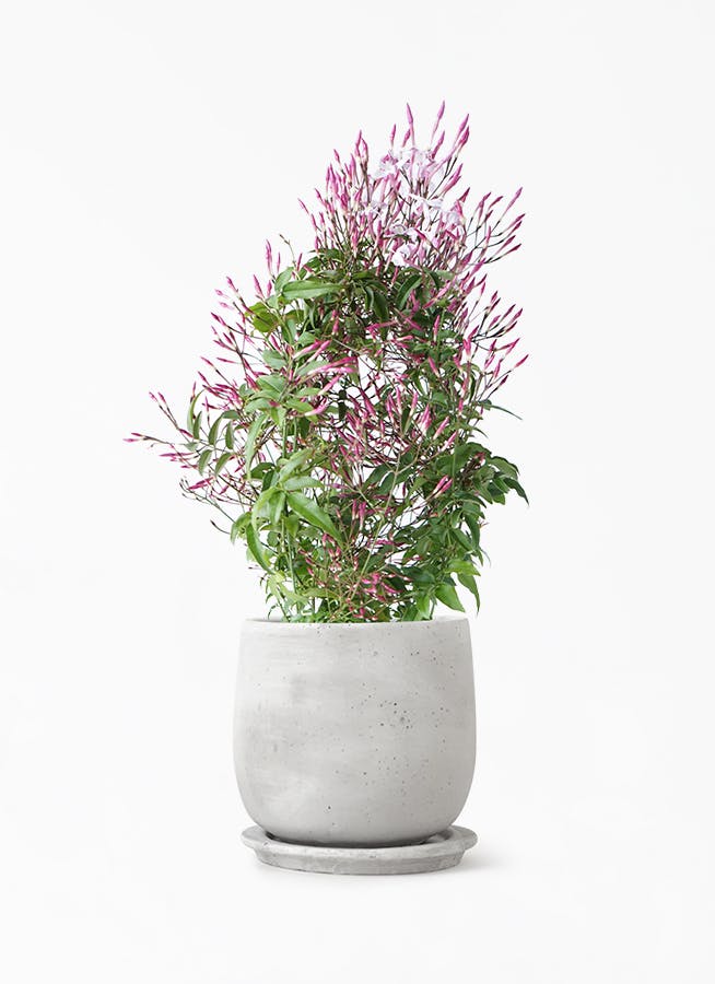 観葉植物 ハゴロモジャスミン 4号 マルモラウンド M 植え替えキット付き 観葉植物ならhitohana ひとはな 観葉植物 ハゴロモジャスミン 4号 マルモラウンド M 植え替えキット付き 観葉植物ならhitohana ひとはな