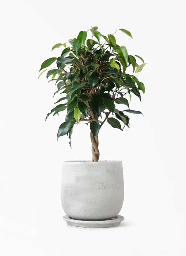 観葉植物 フィカス ベンジャミン 4号 玉造り マルモラウンド M 植え替えキット付き 観葉植物ならhitohana ひとはな